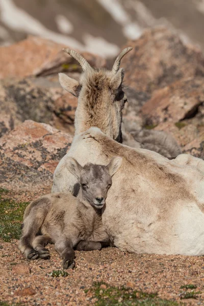 大角羊羊母羊和羔羊 — 图库照片
