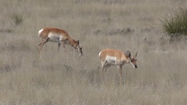 Pronghorn Antelope faz — Vídeo de Stock