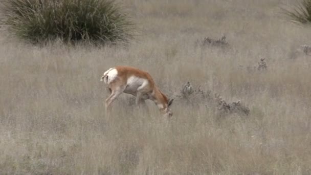Doe pronghorn antelope — Vídeos de Stock