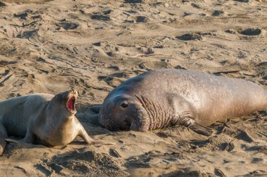 Sahilde fil fokları.