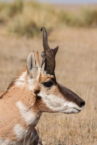Pronghorn Buck con strano corno — Foto Stock