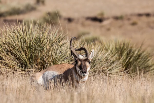 叉角羚羚，瞪着怪异的角 — 图库照片