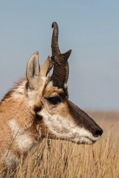 Pronghorn Buck avec corne bizarre — Photo