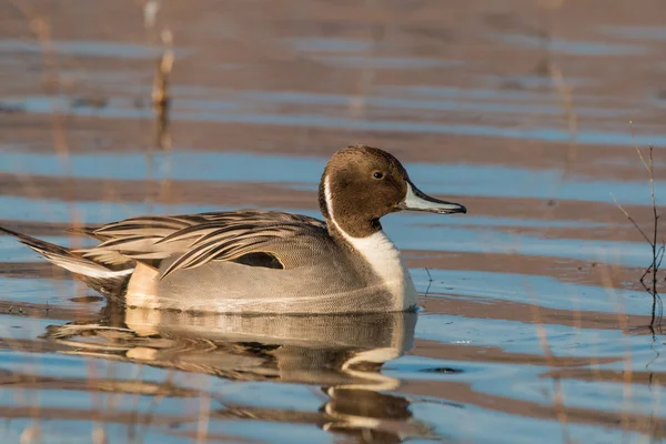 Male Pintail Duck — Stock Photo, Image