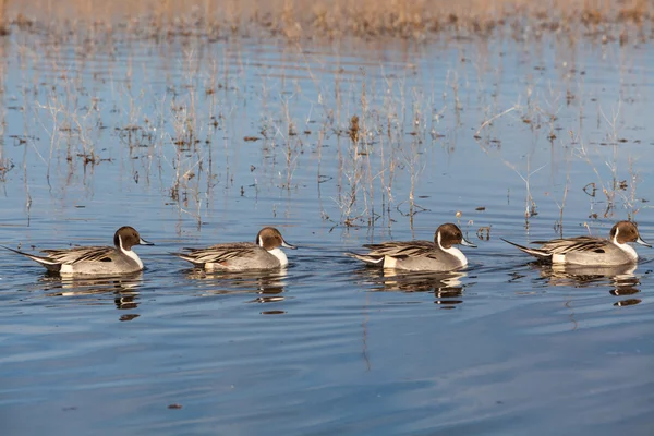 Male Pintail Ducks — Stock Photo, Image