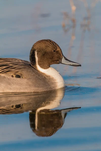 Male Pintail Duck — Stock Photo, Image