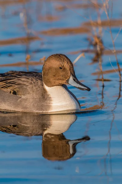 Male Pintail Duck — Stock Photo, Image