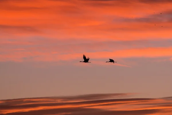 Sandhill Cranes at Sunrise — Stock Photo, Image