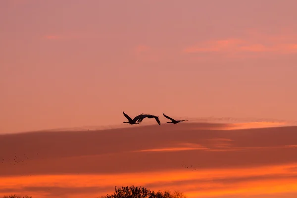 Sandhill Cranes at Sunrise — Stock Photo, Image