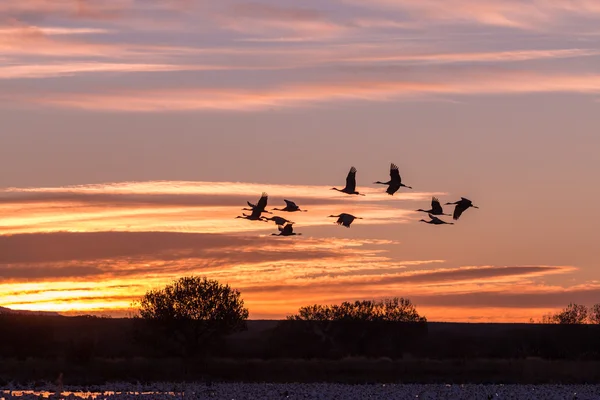 Sandhill Cranes at Sunrise — Stock Photo, Image