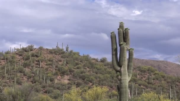 Çiçek açan saguaro kaktüsü — Stok video