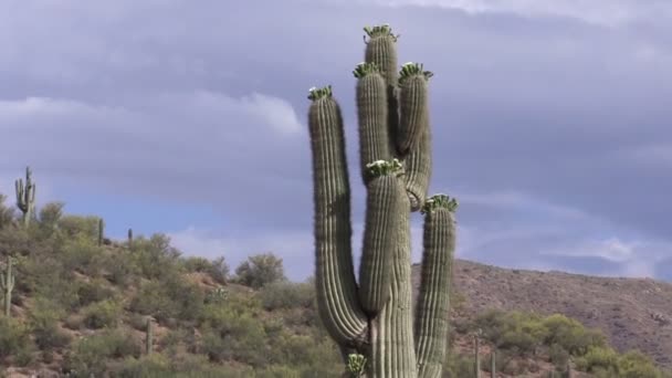 Çiçek açan saguaro kaktüsü — Stok video