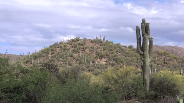 Saguaro-Kaktus blüht — Stockvideo