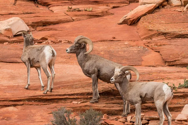 Ovejas del desierto Bighorn —  Fotos de Stock