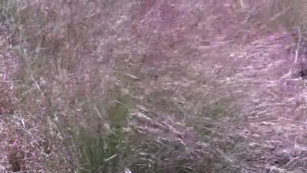 Grasses Blowing in the Wind — Stock Video