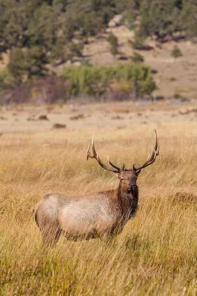 Wapiti à Rut — Photo