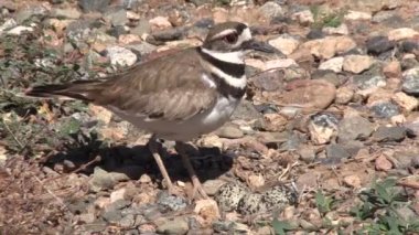 Kildeer'in koruma yuva