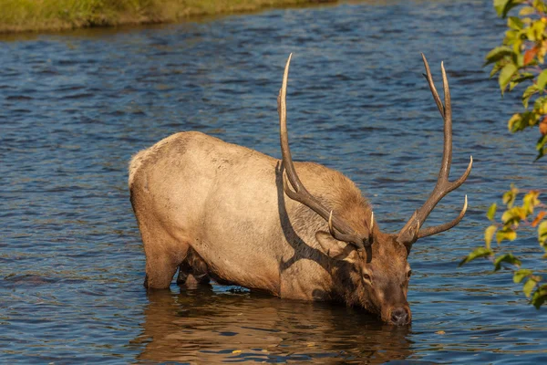 Bull Elk in River — Stock Photo, Image