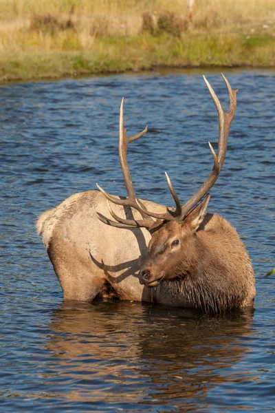 Bull Elk in rivier — Stockfoto