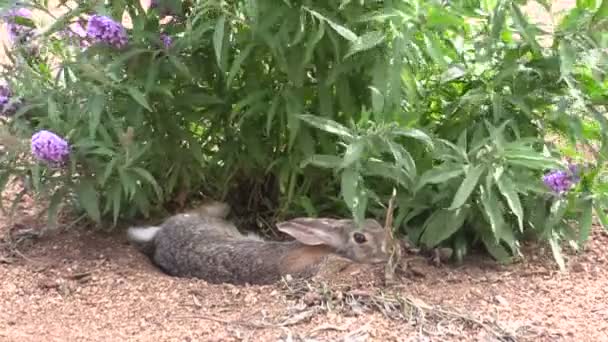 ワタオウサギ ウサギ — ストック動画