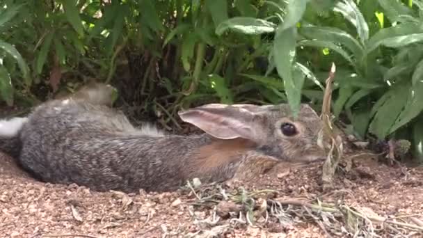 Хвостатый кролик — стоковое видео