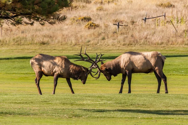 Bull Elk Fighting — Stock Photo, Image