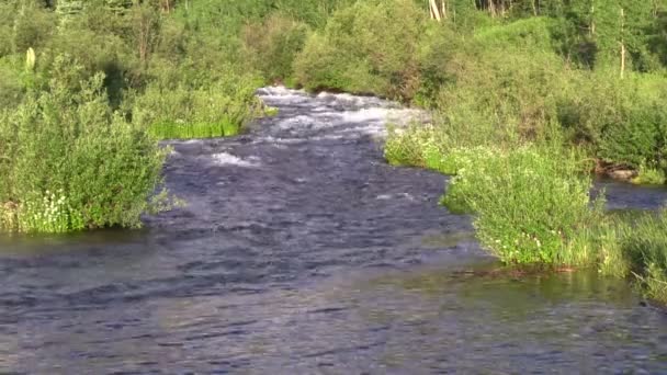 Scenic Mountain Stream — Stock Video