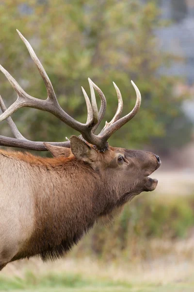 Toro Elk Bugling — Foto de Stock