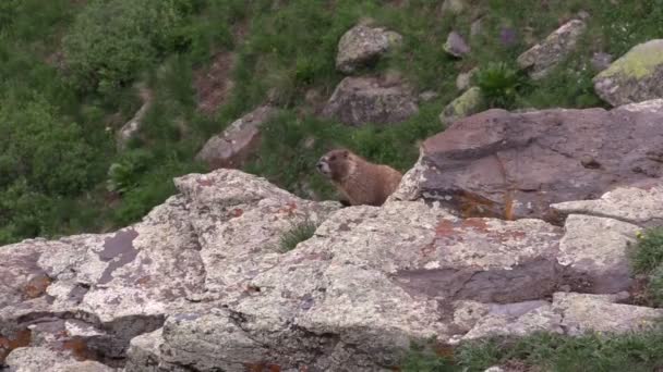 Marmota de vientre amarillo — Vídeos de Stock