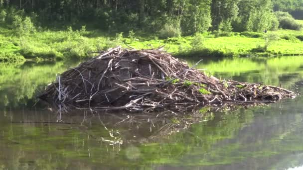 Дом Бобров на озере — стоковое видео