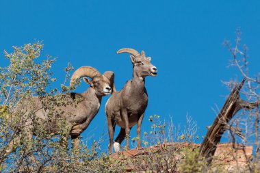 Çöl Bighorn koyun ve Ram