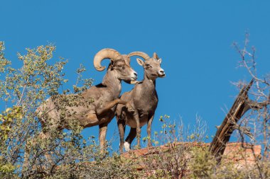 Çöl Bighorn koyun ve Ram