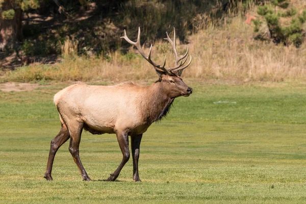 Elchbulle — Stockfoto