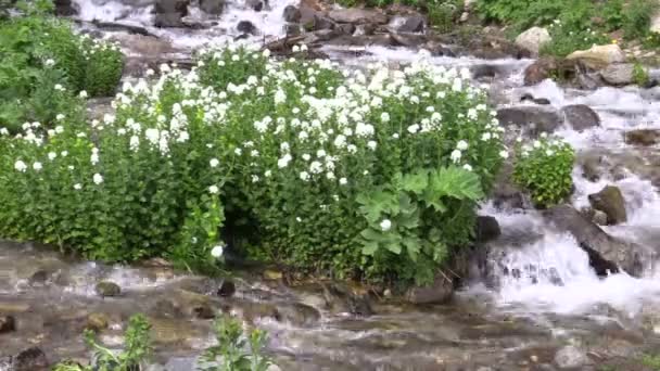 Швидкий потік гірського потоку — стокове відео