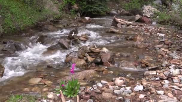 Snelle vloeiende bergbeek — Stockvideo