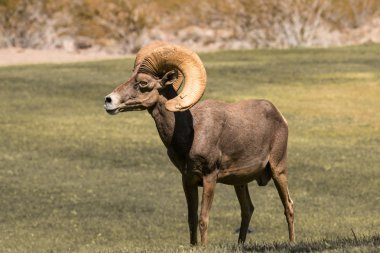 çöl bighorn koyun ram
