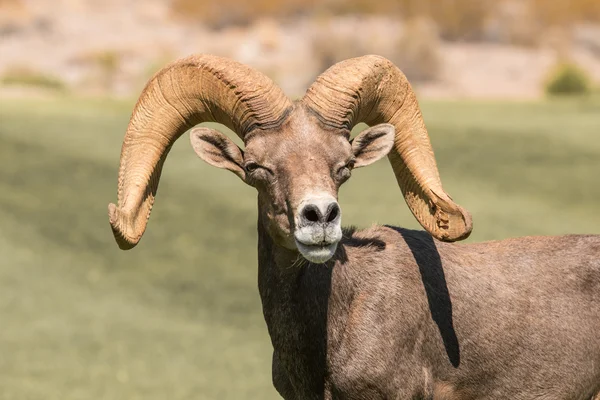 Rama di pecora del Bighorn del deserto — Foto Stock