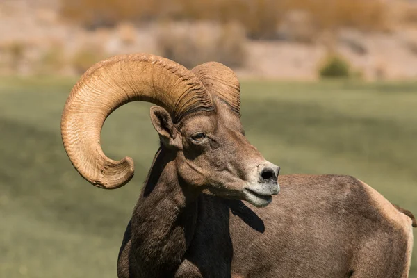 사막 Bighorn 양 Ram — 스톡 사진