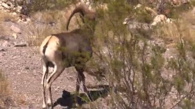 çöl bighorn koyun ram