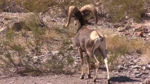 Rama di pecora del Bighorn del deserto — Video Stock