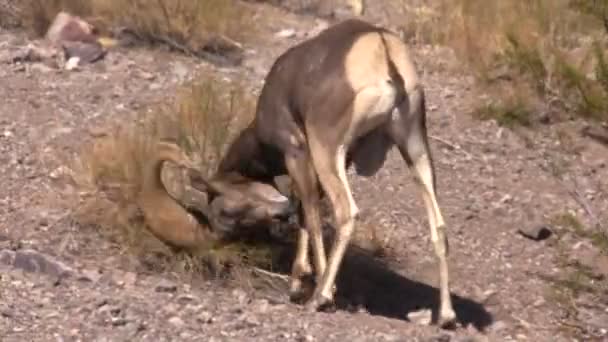 Pustyni Bighorn Sheep Ram w rutynę — Wideo stockowe