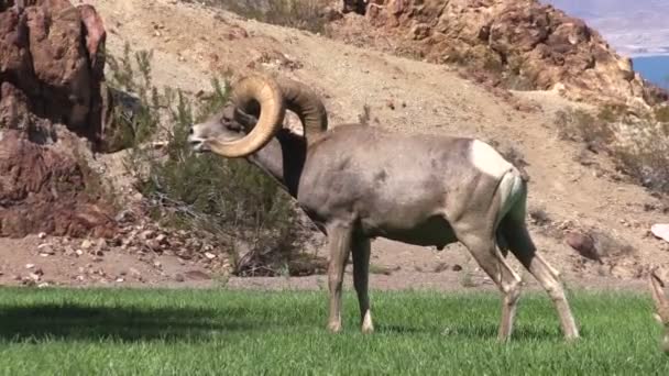 Desert Bighorn Ram in rut — Stock Video