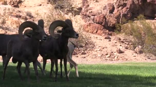 Desierto Bighorn Rams — Vídeos de Stock