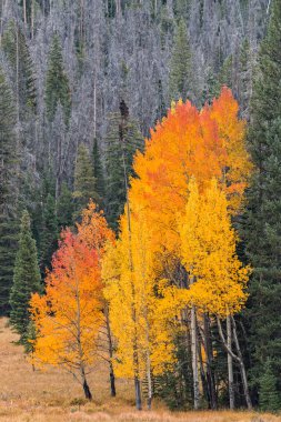 sonbaharda kavak grove