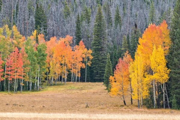 Aspen grove w jesieni — Zdjęcie stockowe