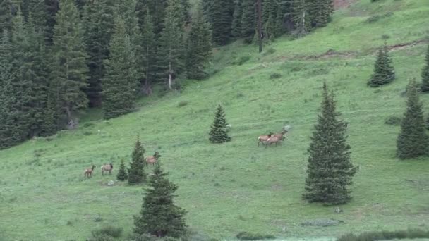 Wapiti à flanc de montagne 