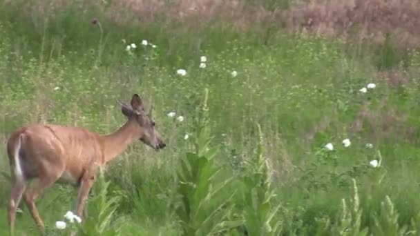 Weißnagel-Rehwild — Stockvideo