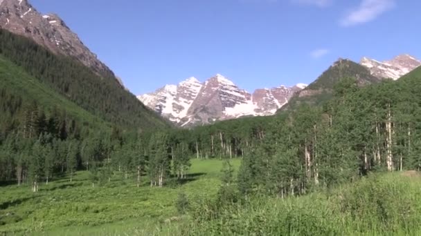 Kastanienbraune Glocken im Sommer — Stockvideo