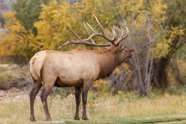 Bull Elk Bugling — Stock Photo, Image