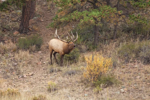 Bull elk kojotů — Stock fotografie